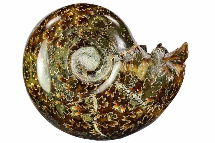 Polished, Agatized Ammonite (Cleoniceras) - Madagascar #110528